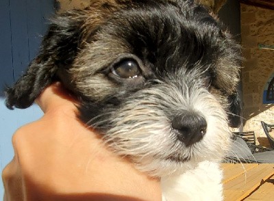 CHIOT 1 Un'Oreo