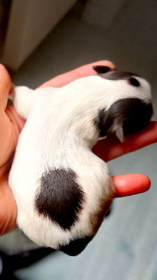 CHIOT 3