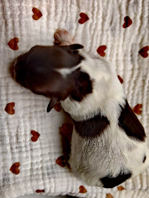 CHIOT 4