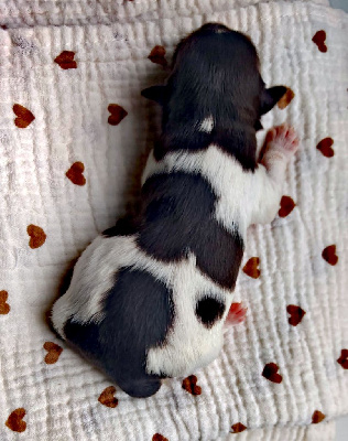 CHIOT 1
