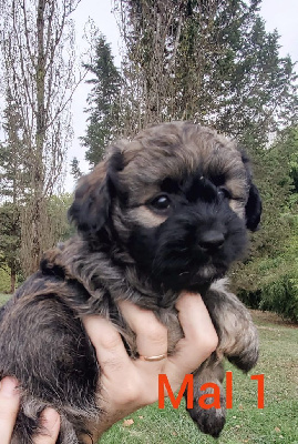 CHIOT 1
