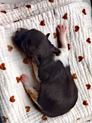 CHIOT 2