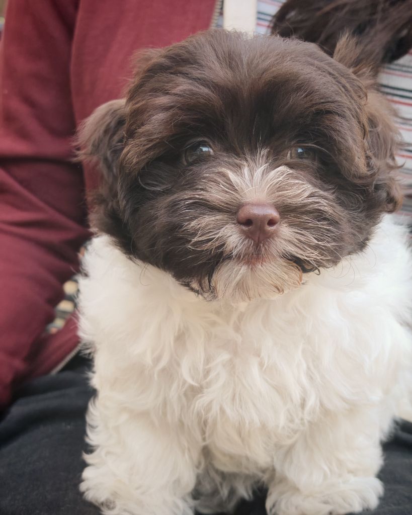 La Maison De Prigailla - Chiots disponibles - Bichon Havanais